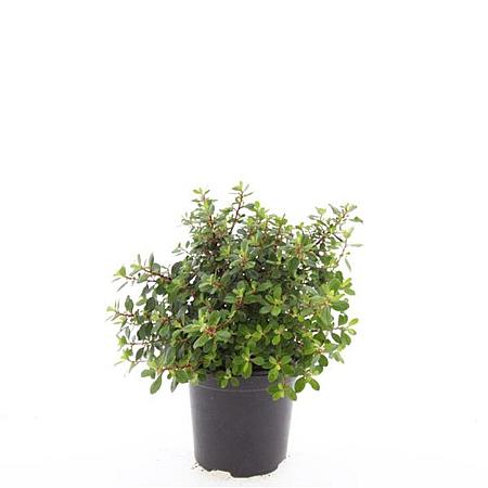 Escallonia 'Red Dream' Pot 1,5 liter