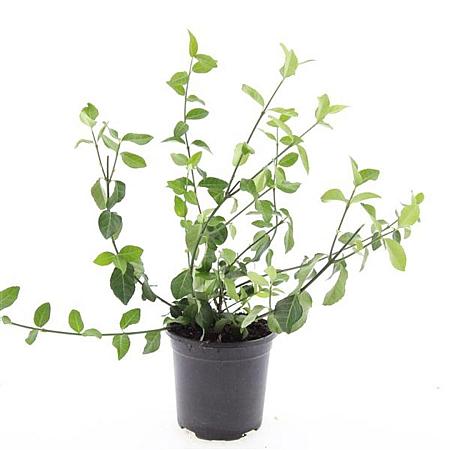 Euonymus fort. 'Coloratus' Pot 1,5 liter