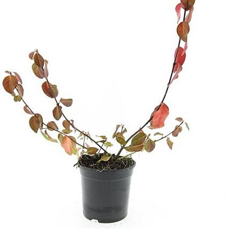Euonymus fort. 'Coloratus' Pot 1,5 liter