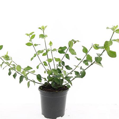 Euonymus fort. 'Coloratus' Pot 1,5 liter