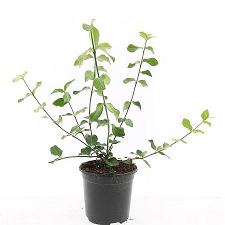 Euonymus fort. 'Dart's Blanket' Pot 1,5 liter