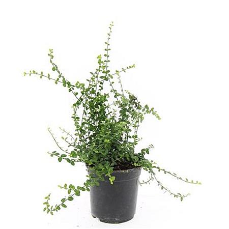 Euonymus fort. 'Minimus' Pot 1,5 liter