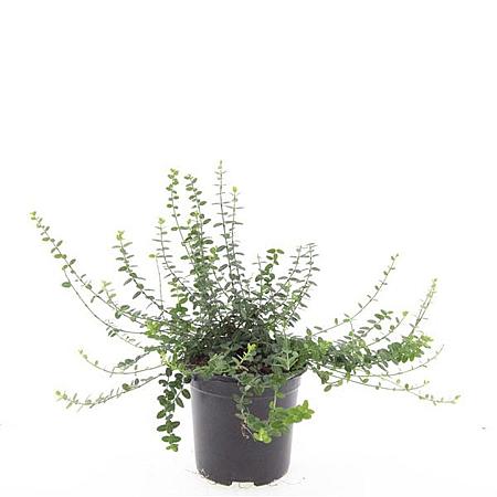 Euonymus fort. 'Minimus' Pot 1,5 liter