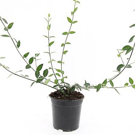 Euonymus fort. 'Tustin' Pot 1,5 liter