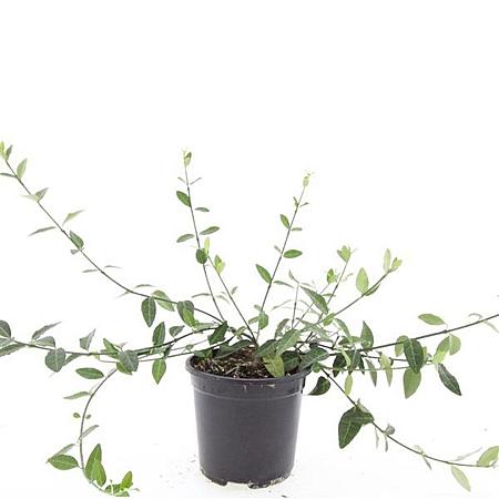 Euonymus fort. 'Tustin' Pot 1,5 liter