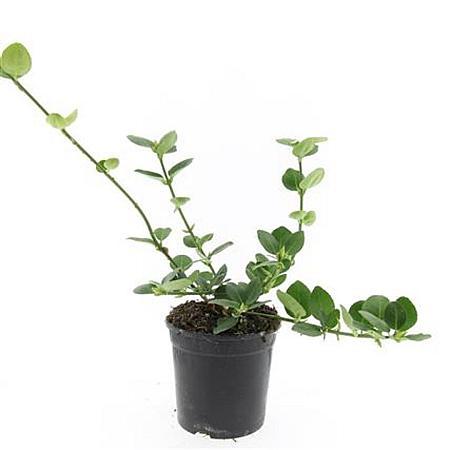 Euonymus fort. 'Vegetus' Pot 1,5 liter