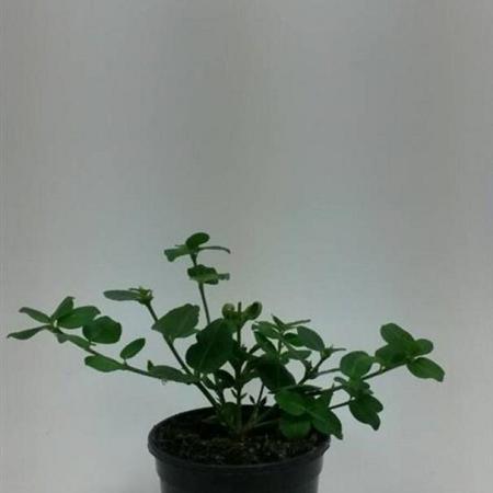 Euonymus fort. 'Vegetus' Pot 1,5 liter