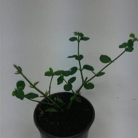 Euonymus fort. 'Vegetus' Pot 1,5 liter