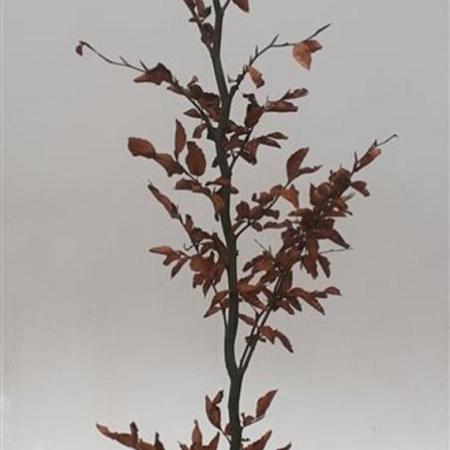 Fagus sylvatica 100 - 125 cm
