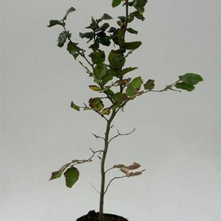 Fagus sylvatica 100 - 125 cm