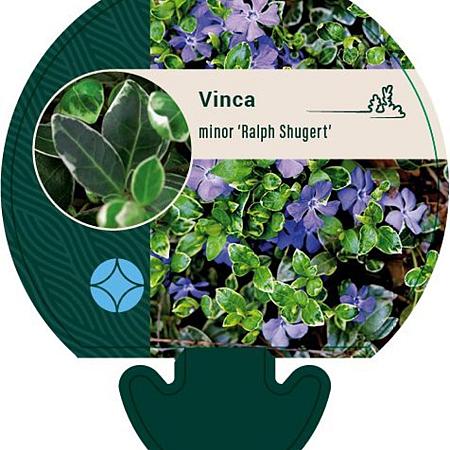 Vinca minor 'Ralph Shugert' Pot 9 cm