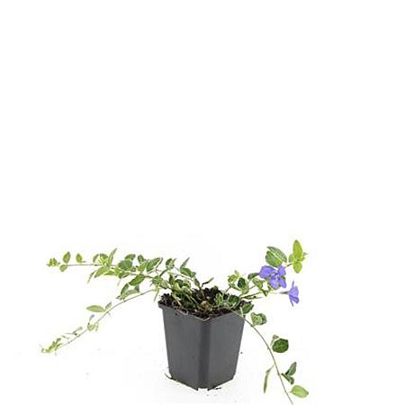 Vinca minor 'Ralph Shugert' Pot 9 cm