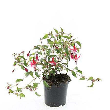 Fuchsia 'Madame Cornelissen' Pot 1,5 liter