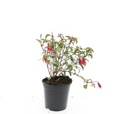 Fuchsia 'Madame Cornelissen' Pot 1,5 liter