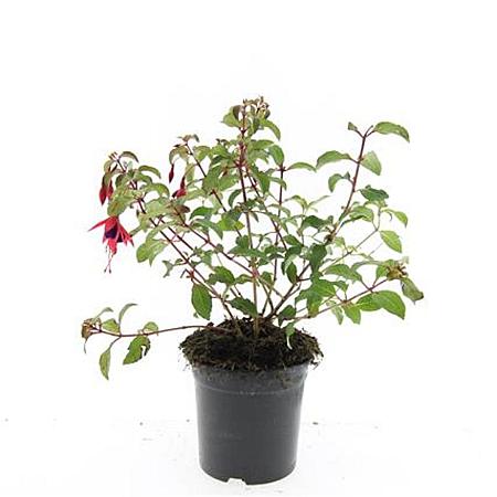 Fuchsia 'Mrs Popple' Pot 1,5 liter