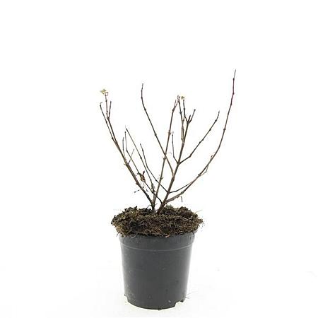 Fuchsia 'Mrs Popple' Pot 1,5 liter