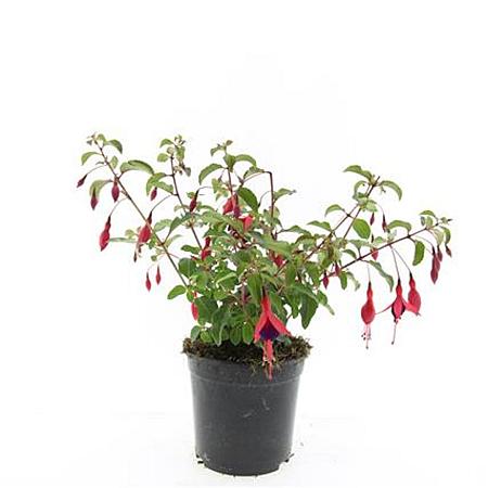 Fuchsia 'Mrs Popple' Pot 1,5 liter