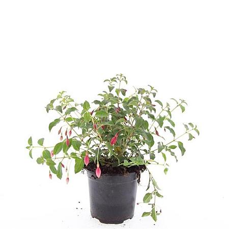 Fuchsia 'Mrs Popple' Pot 1,5 liter