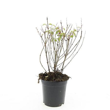 Fuchsia 'Riccartonii' Pot 1,5 liter