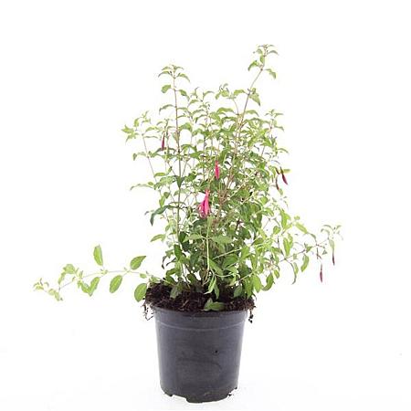 Fuchsia 'Riccartonii' Pot 1,5 liter
