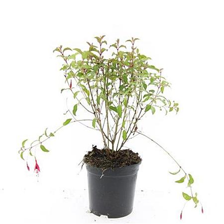 Fuchsia 'Riccartonii' Pot 1,5 liter