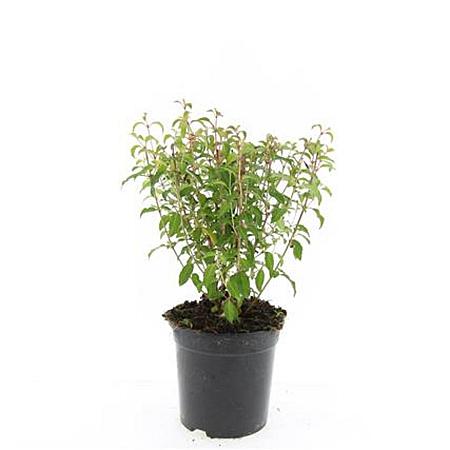 Fuchsia 'Riccartonii' Pot 1,5 liter