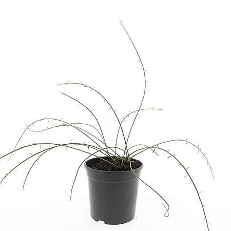 Genista lydia Pot 1,5 liter