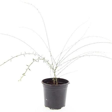Genista lydia Pot 1,5 liter