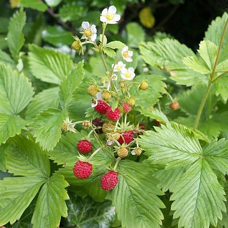 Fragaria a. 'Rügen' Pot 9 cm