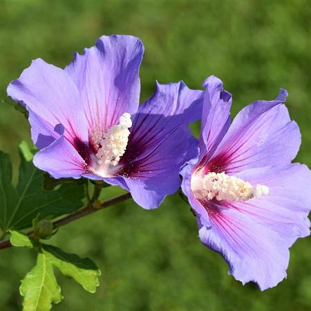 Hibiscus syr. 'Oiseau Bleu' Pot 7,5 Liter 60 - 80 cm