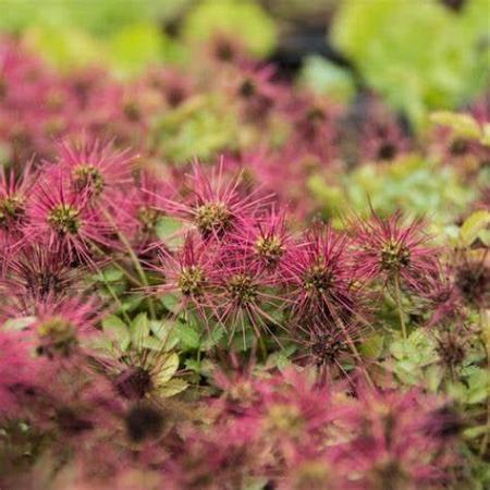 Acaena magellanica Pot 9 cm