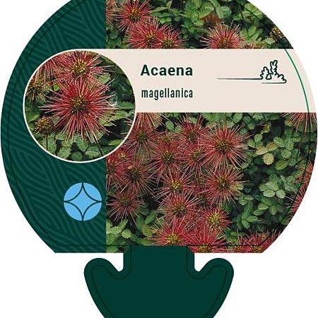 Acaena magellanica Pot 9 cm