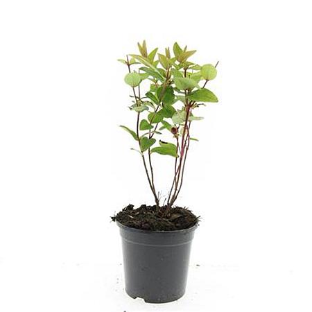 Hypericum androsaemum Pot 1,5 liter