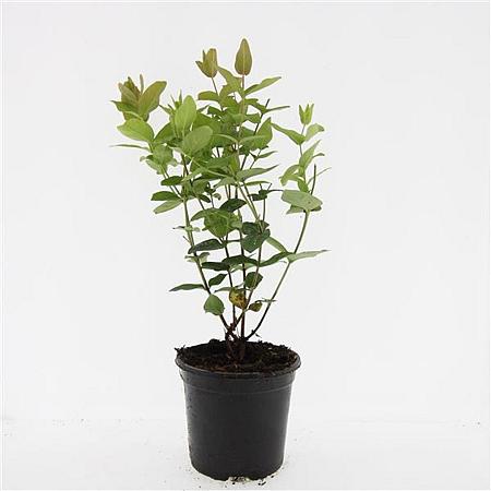 Hypericum androsaemum Pot 1,5 liter
