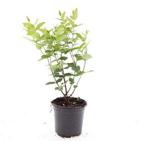 Hypericum androsaemum Pot 1,5 liter