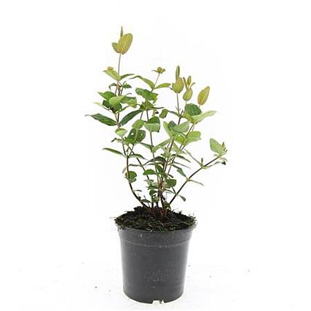Hypericum androsaemum Pot 1,5 liter