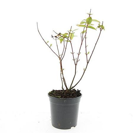 Hypericum androsaemum Pot 1,5 liter