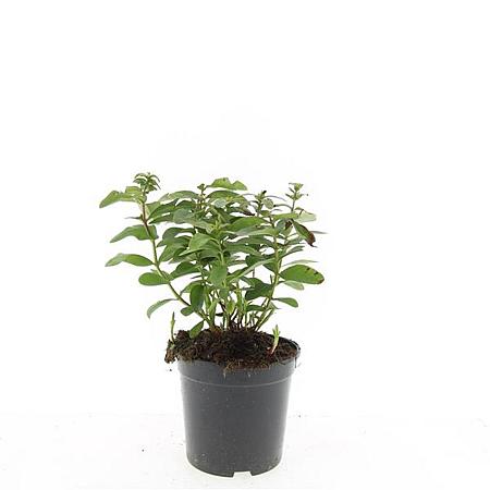 Hypericum calycinum Pot 1,5 liter