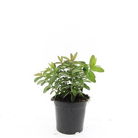 Hypericum calycinum Pot 1,5 liter