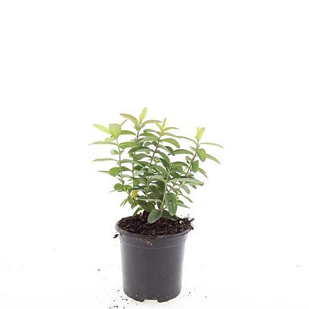 Hypericum calycinum Pot 1,5 liter
