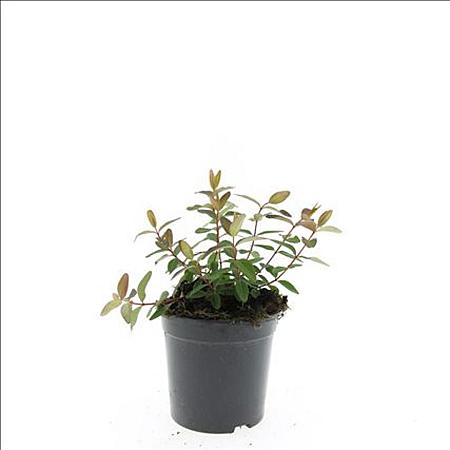 Hypericum dummeri 'Peter Dummer' Pot 1,5 liter