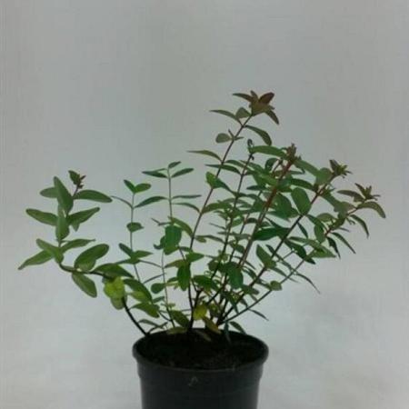 Hypericum dummeri 'Peter Dummer' Pot 1,5 liter