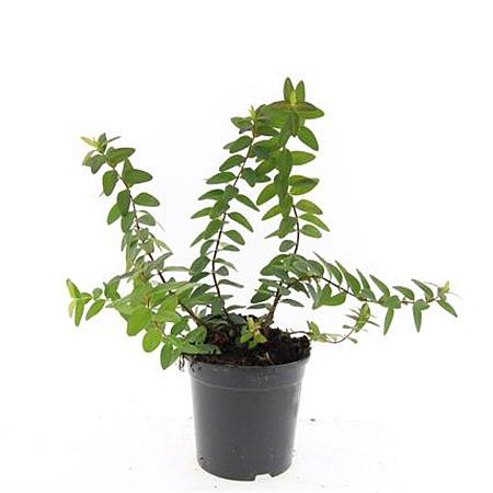 Hypericum dummeri 'Peter Dummer' Pot 1,5 liter