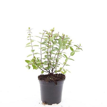 Hypericum dummeri 'Peter Dummer' Pot 1,5 liter
