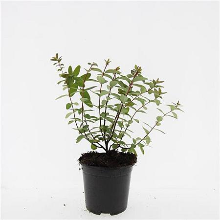 Hypericum dummeri 'Peter Dummer' Pot 1,5 liter