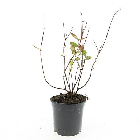 Hypericum i. 'Annebel' Pot 1,5 liter