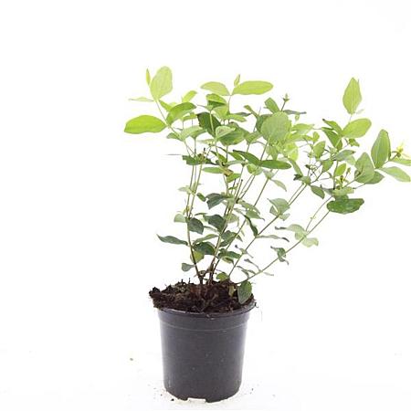 Hypericum i. 'Annebel' Pot 1,5 liter