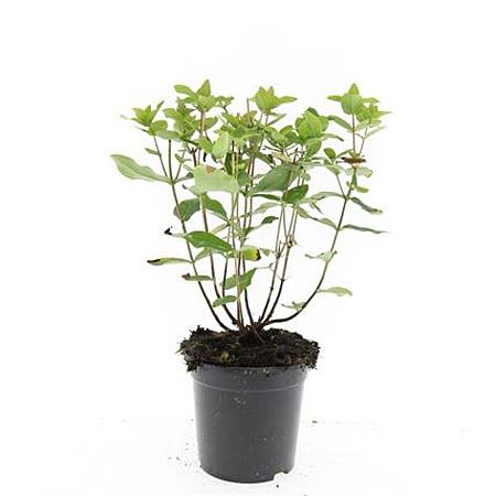 Hypericum i. 'Annebel' Pot 1,5 liter