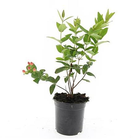Hypericum i. 'Annebel' Pot 1,5 liter