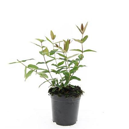 Hypericum i. 'Autumn Blaze' Pot 1,5 liter
